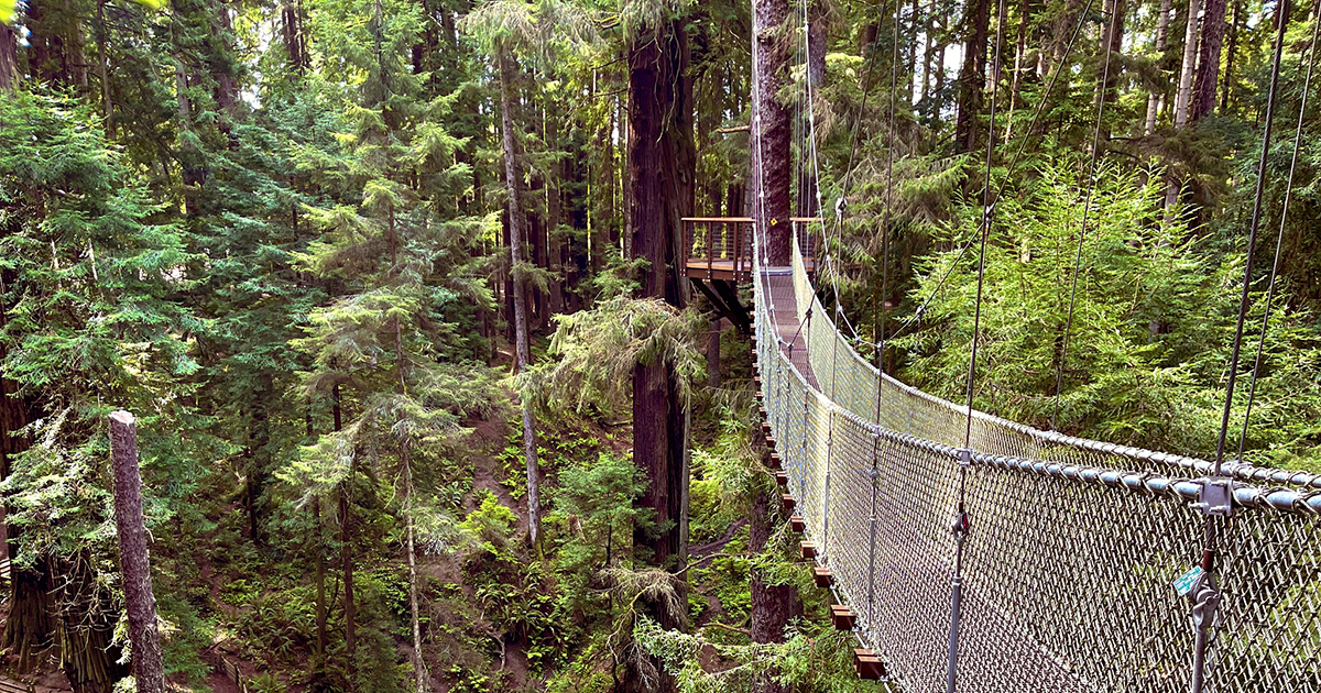 Eureka! You’ve Found Redwood Sky Walk